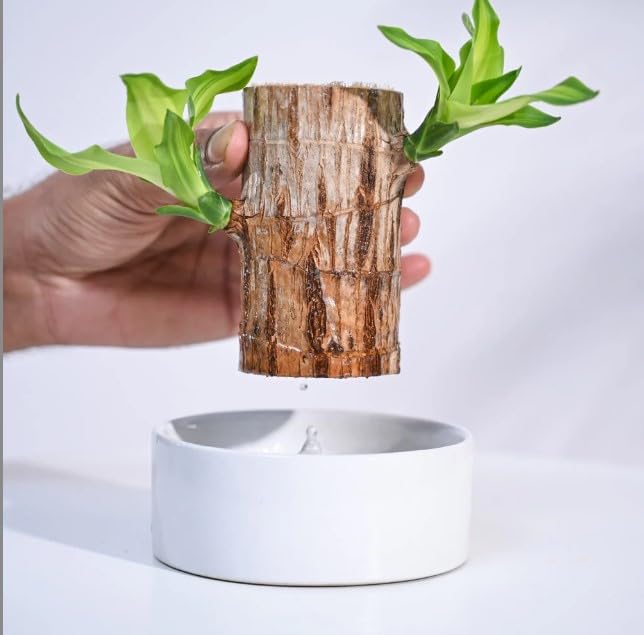 Brazilian wood plant Pack of 2