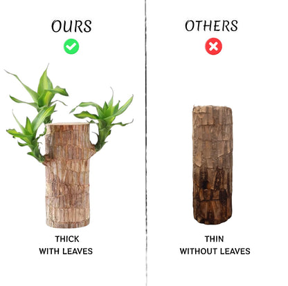 Brazilian wood plant Pack of 2